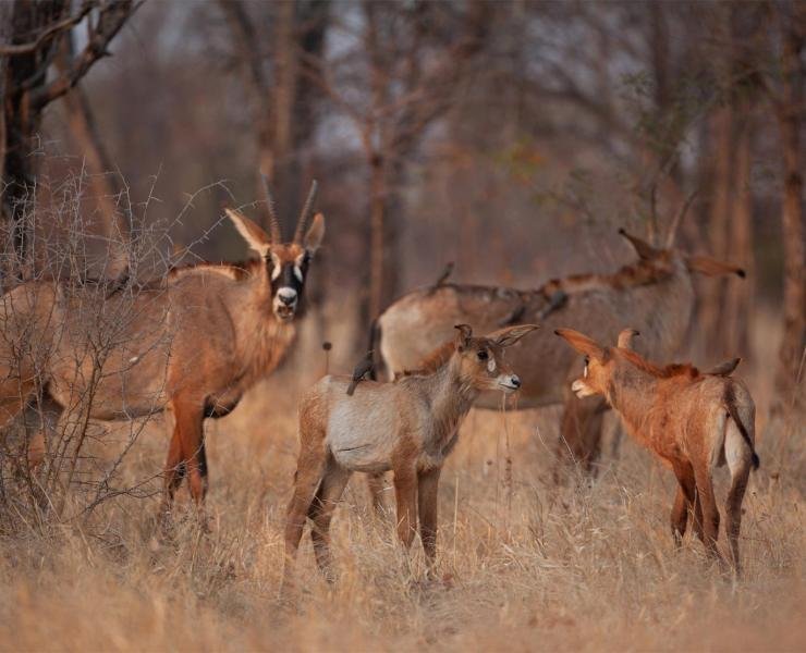 How Roan Antelopes Survive In Harsh Environments
