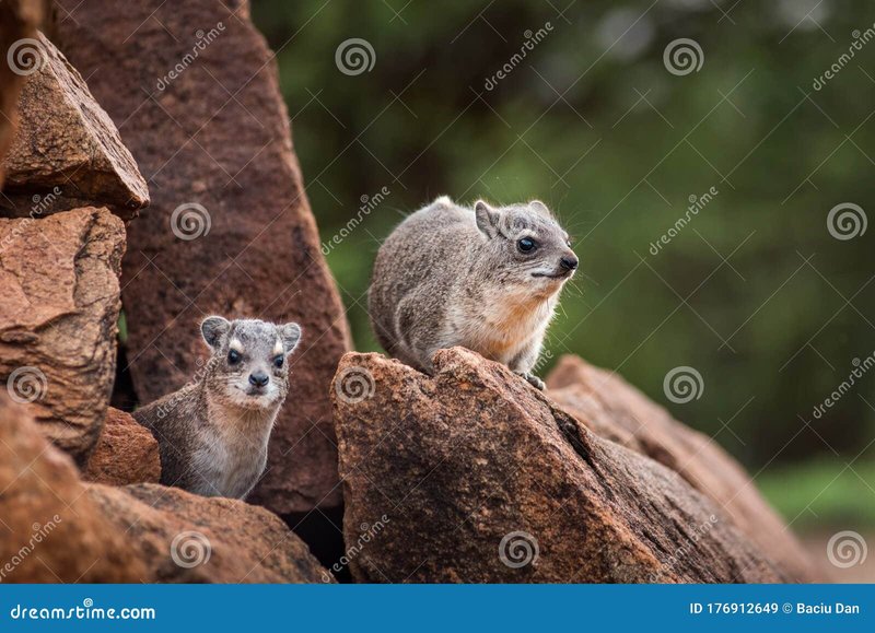 How Rock Hyraxs Raise Their Young In The Wild
