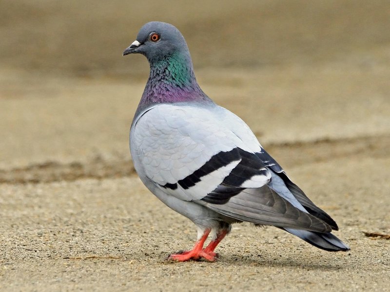 How Rock Pigeons Adapt To Their Environment