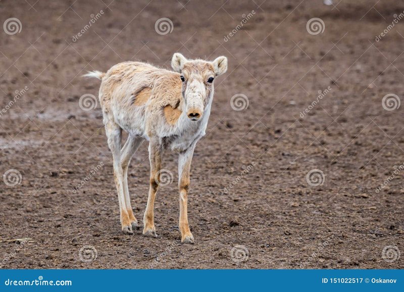 How Saiga Antelopes Raise Their Young In The Wild