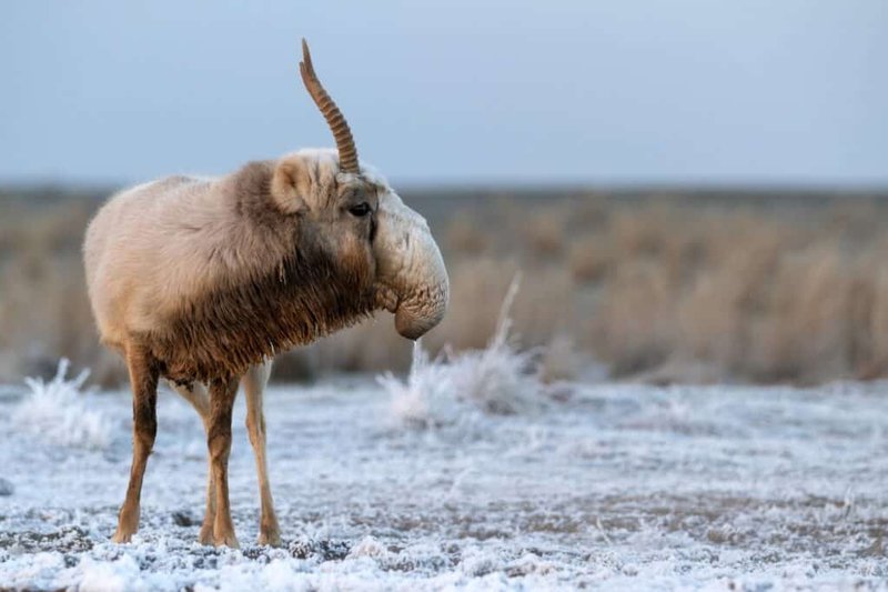 How Saiga Antelopes Survive In Harsh Environments