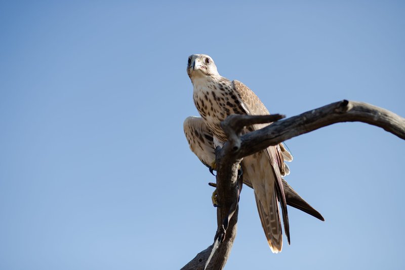 How Saker Falcons Adapt To Their Environment