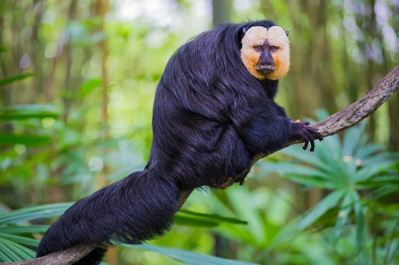 How Saki Monkeys Raise Their Young In The Wild