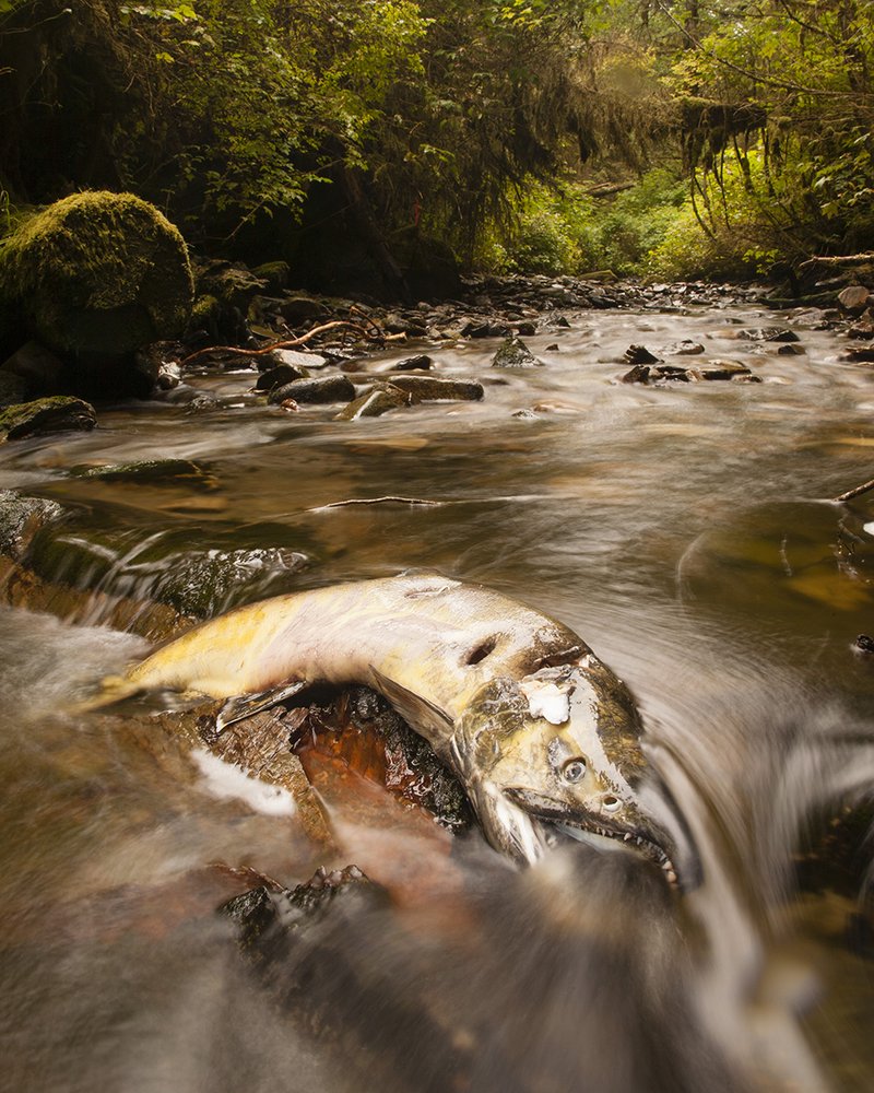 How Salmons Raise Their Young In The Wild