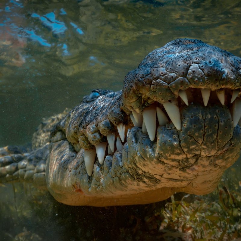 How Saltwater Crocodiles Survive In Harsh Environments