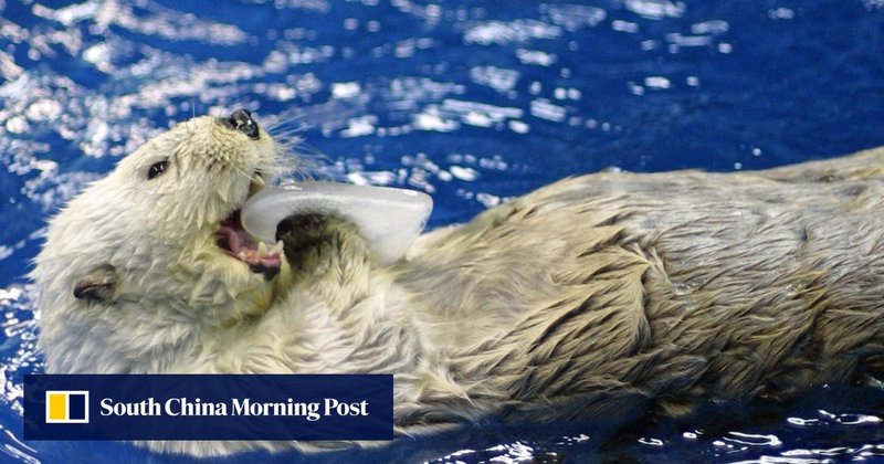 How Sea Otters Survive In Harsh Environments