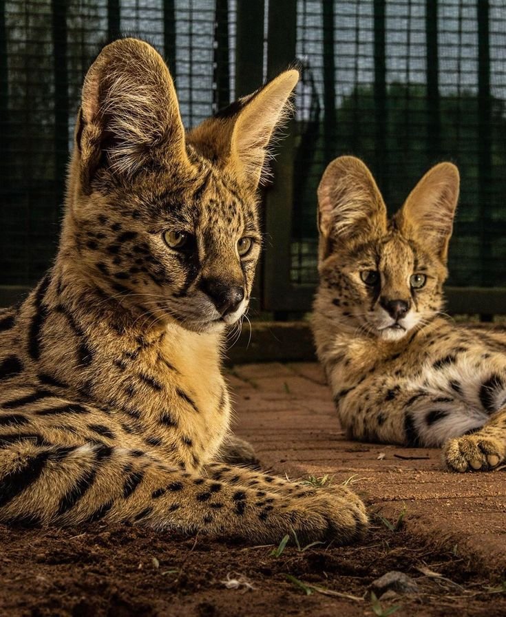 How Servals Raise Their Young In The Wild