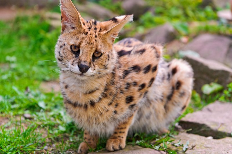How Servals Survive In Harsh Environments