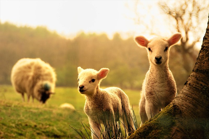 How Sheeps Raise Their Young In The Wild