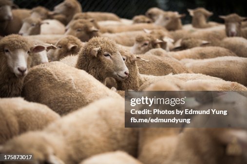 How Sheeps Survive In Harsh Environments