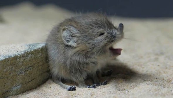 How Shrews Survive In Harsh Environments