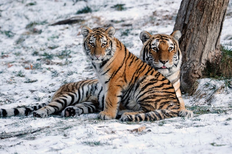 How Siberian Tigers Survive In Harsh Environments