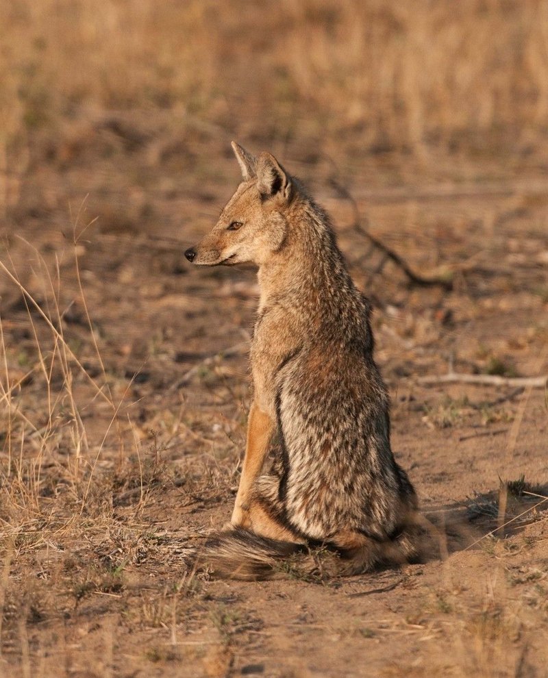 How Side-Striped Jackals Raise Their Young In The Wild