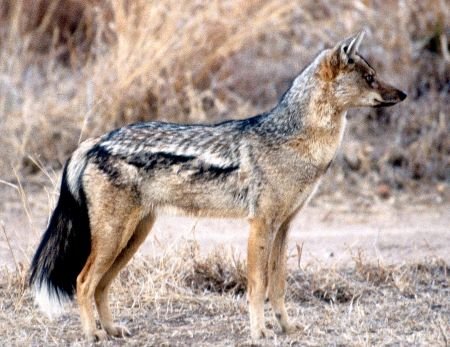 How Side-Striped Jackals Survive In Harsh Environments
