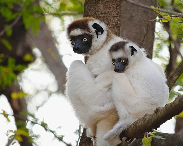 How Sifakas Raise Their Young In The Wild