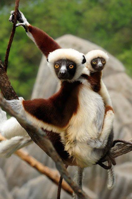 How Sifakas Survive In Harsh Environments