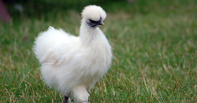 How Silkies Adapt To Their Environment