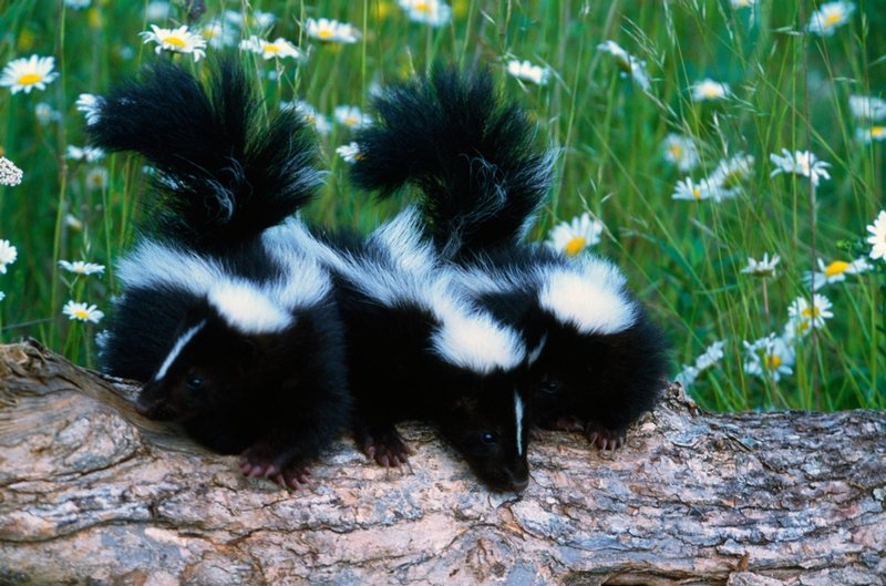 How Skunks Raise Their Young In The Wild
