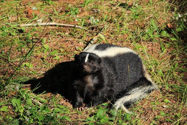 How Skunks Survive In Harsh Environments