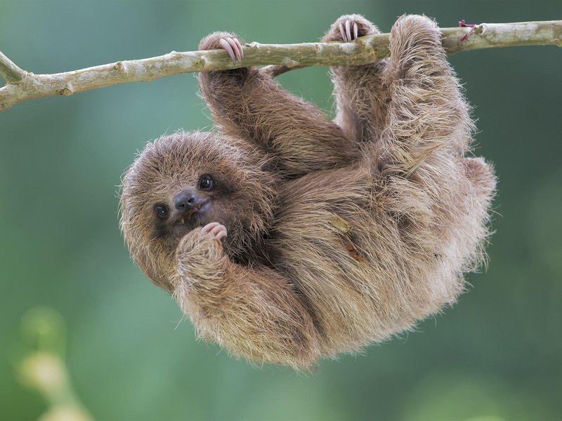 How Sloths Raise Their Young In The Wild