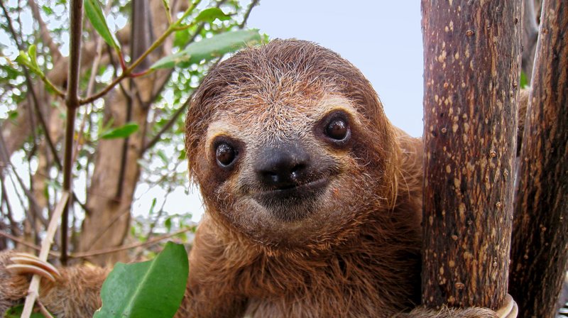 How Sloths Survive In Harsh Environments