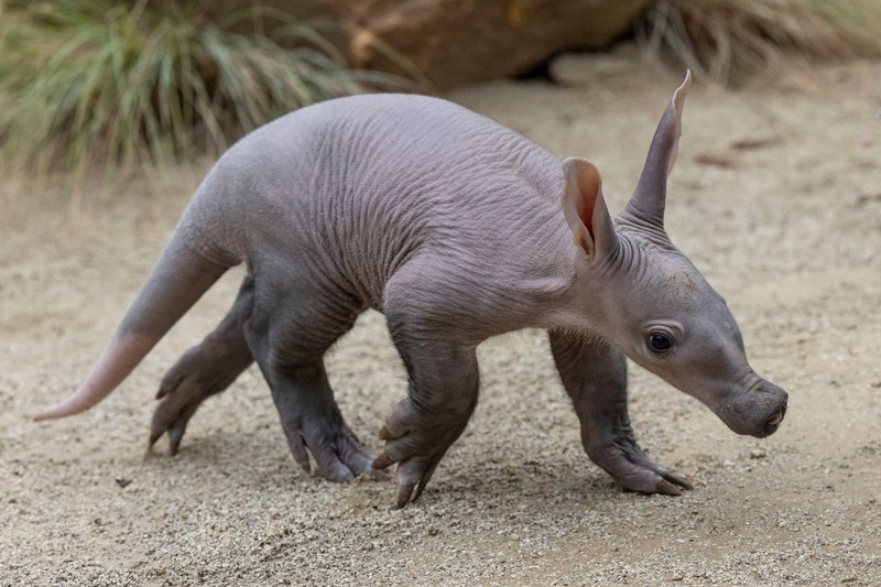 How Smart Is A Aardvark? Cognitive Abilities And Behavior