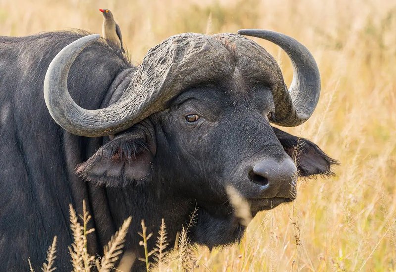How Smart Is A African Buffalo? Cognitive Abilities And Behavior