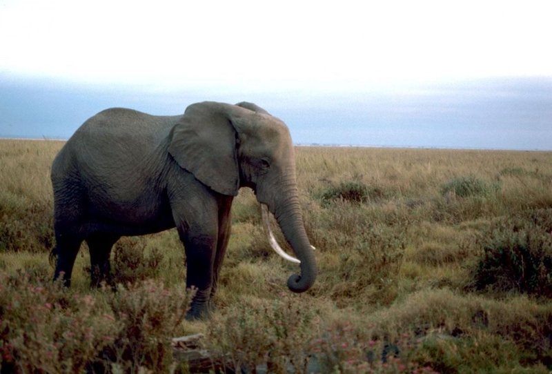How Smart Is A African Bush Elephant? Cognitive Abilities And Behavior
