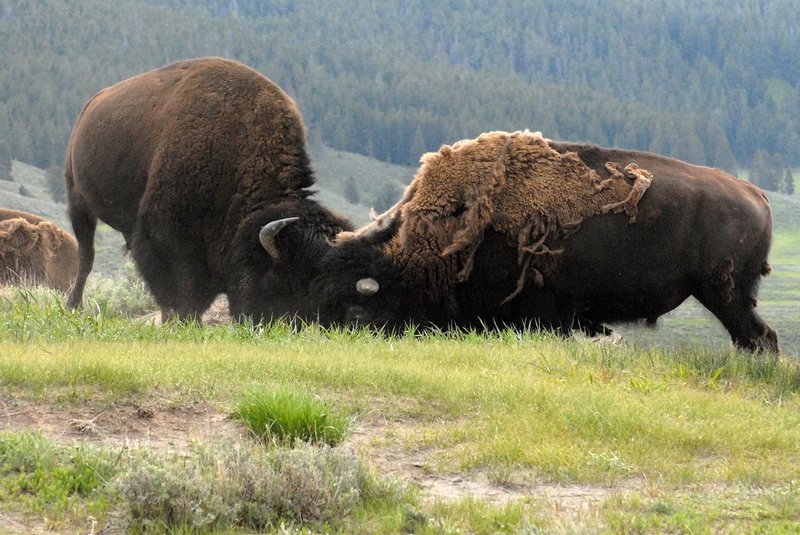 How Smart Is A American Bison? Cognitive Abilities And Behavior