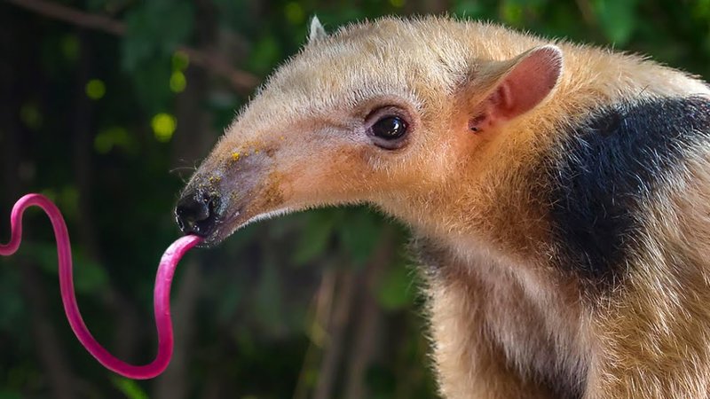 How Smart Is A Anteater? Cognitive Abilities And Behavior
