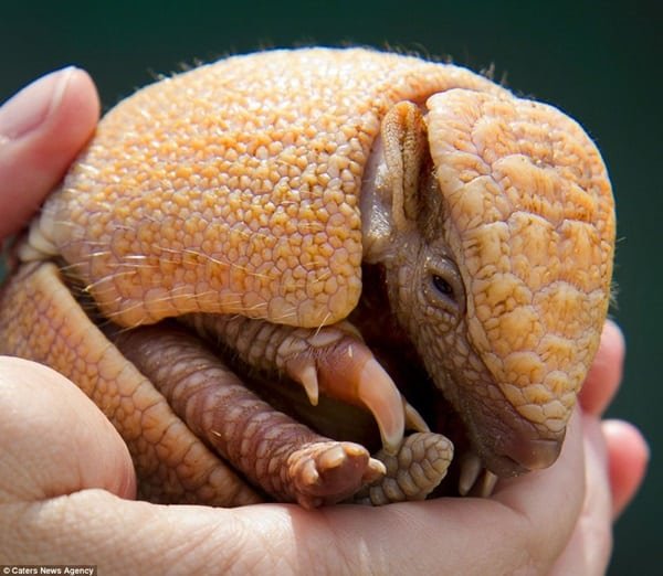 How Smart Is A Armadillo? Cognitive Abilities And Behavior
