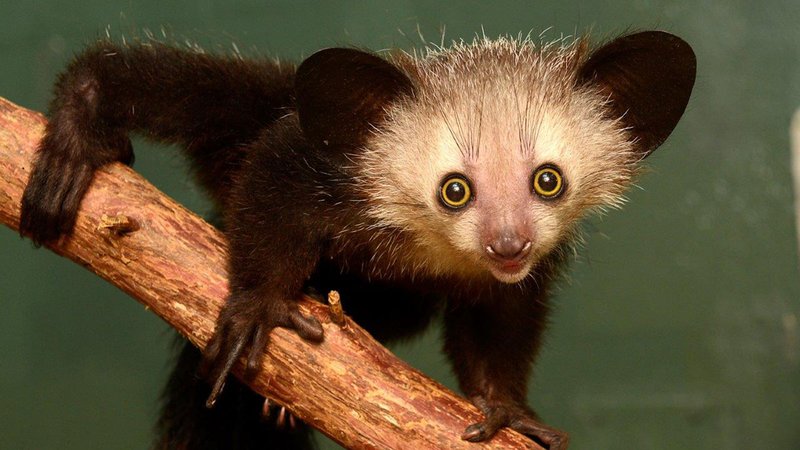 How Smart Is A Aye-Aye? Cognitive Abilities And Behavior