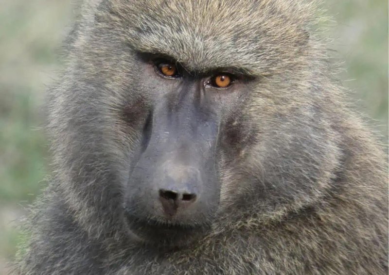 How Smart Is A Baboon? Cognitive Abilities And Behavior