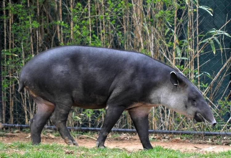 How Smart Is A Baird'S Tapir? Cognitive Abilities And Behavior