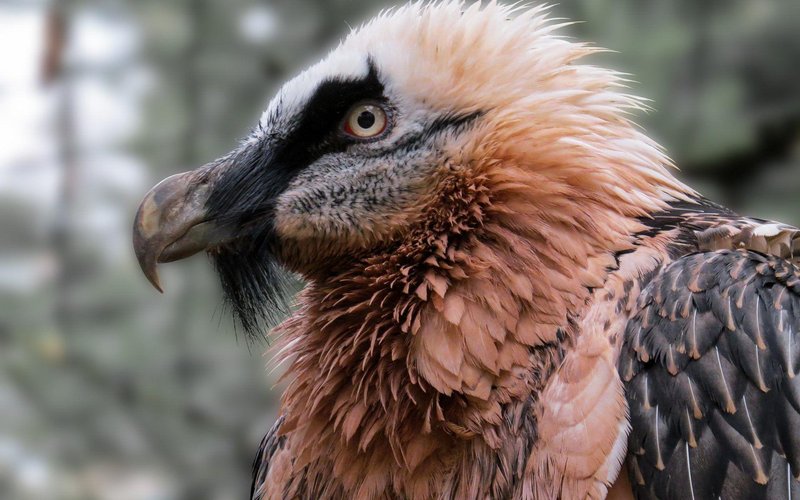 How Smart Is A Bearded Vulture? Cognitive Abilities And Behavior