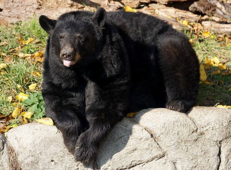 How Smart Is A Black Bear? Cognitive Abilities And Behavior