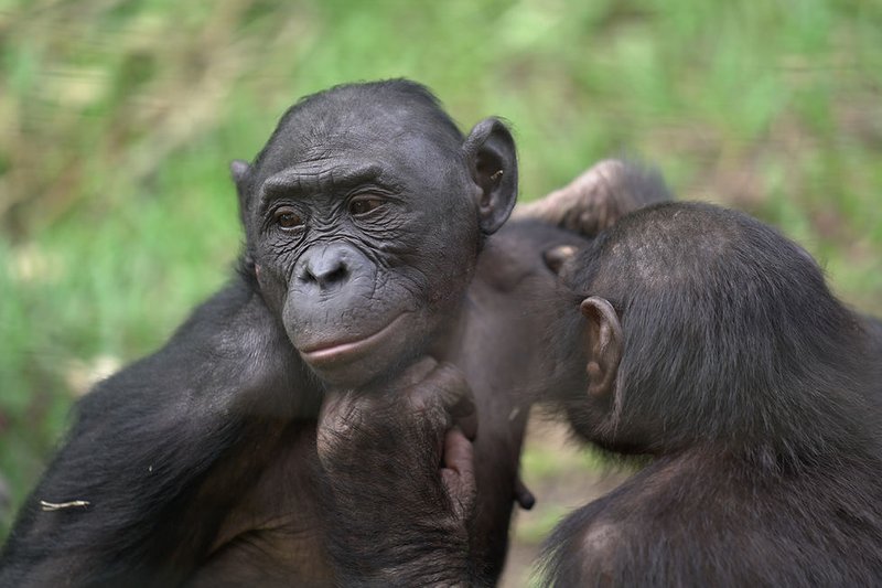 How Smart Is A Bonobo? Cognitive Abilities And Behavior
