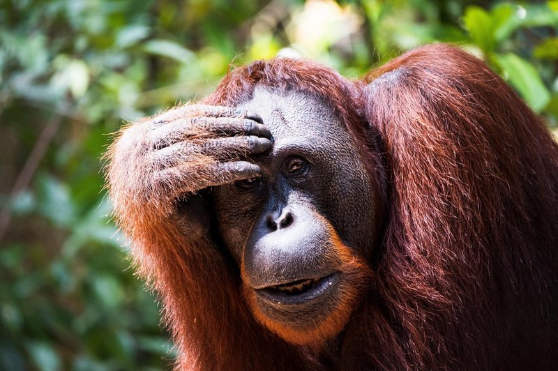 How Smart Is A Bornean Orangutan? Cognitive Abilities And Behavior
