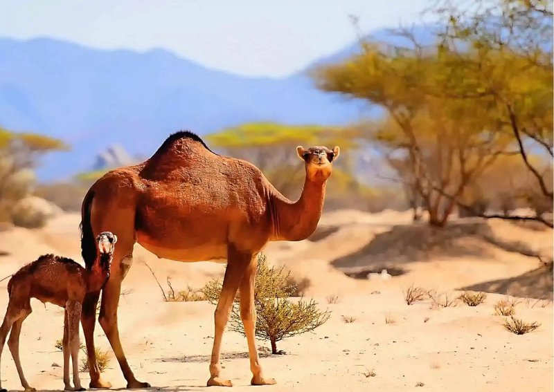 How Smart Is A Camel? Cognitive Abilities And Behavior