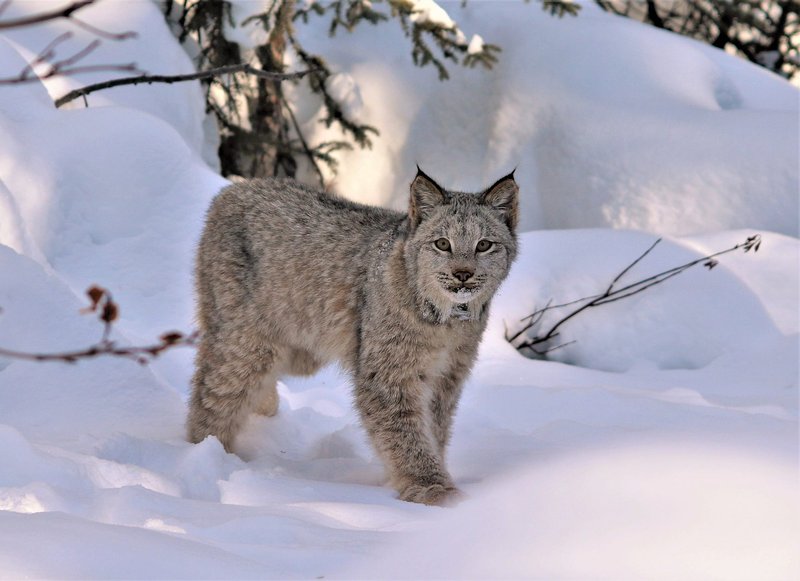 How Smart Is A Canada Lynx? Cognitive Abilities And Behavior
