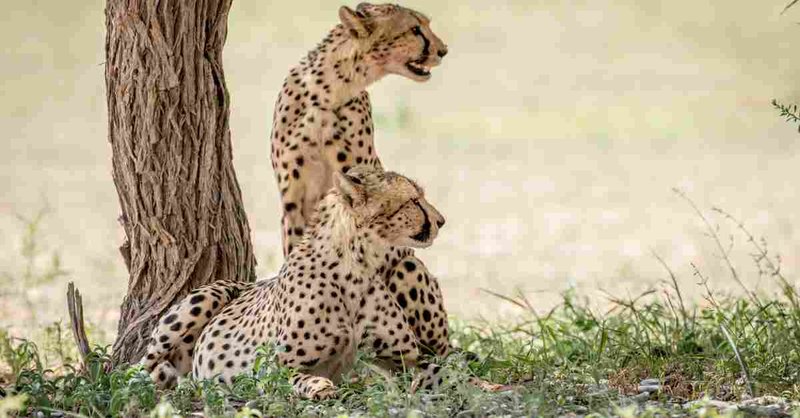 How Smart Is A Cheetah? Cognitive Abilities And Behavior