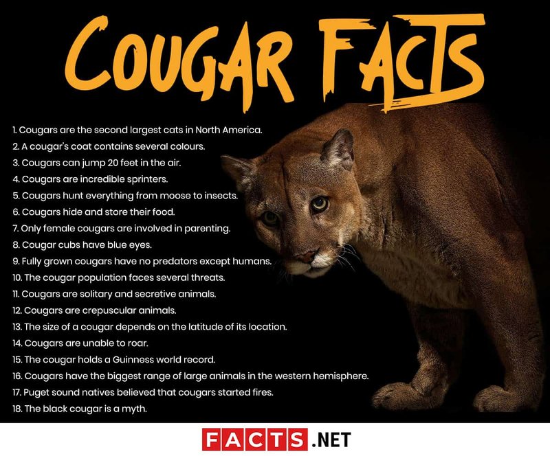 How Smart Is A Cougar? Cognitive Abilities And Behavior
