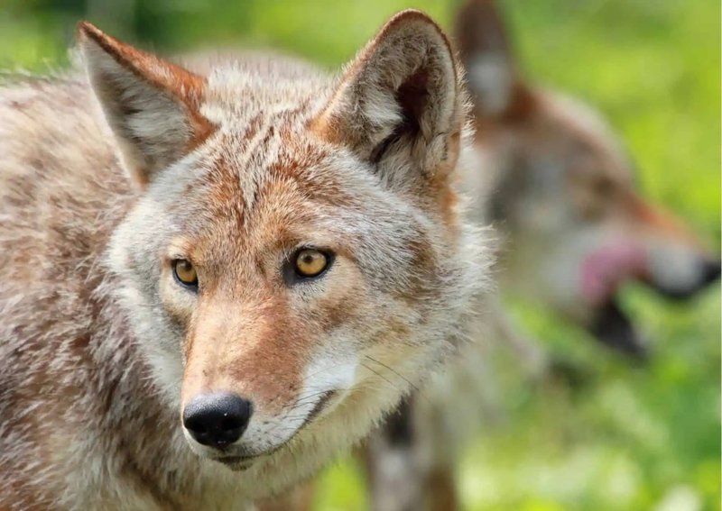 How Smart Is A Coyote? Cognitive Abilities And Behavior