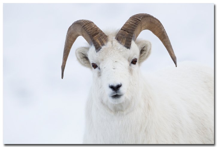 How Smart Is A Dall Sheep? Cognitive Abilities And Behavior