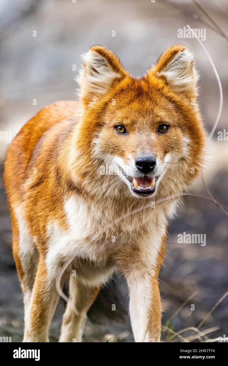 How Smart Is A Dhole? Cognitive Abilities And Behavior