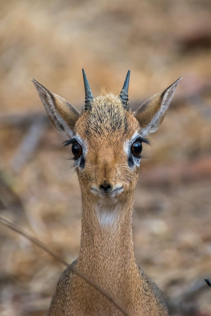 How Smart Is A Dik-Dik? Cognitive Abilities And Behavior