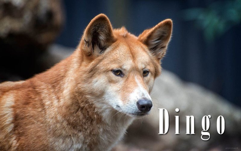 How Smart Is A Dingo? Cognitive Abilities And Behavior