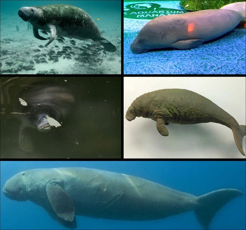 How Smart Is A Dugong? Cognitive Abilities And Behavior