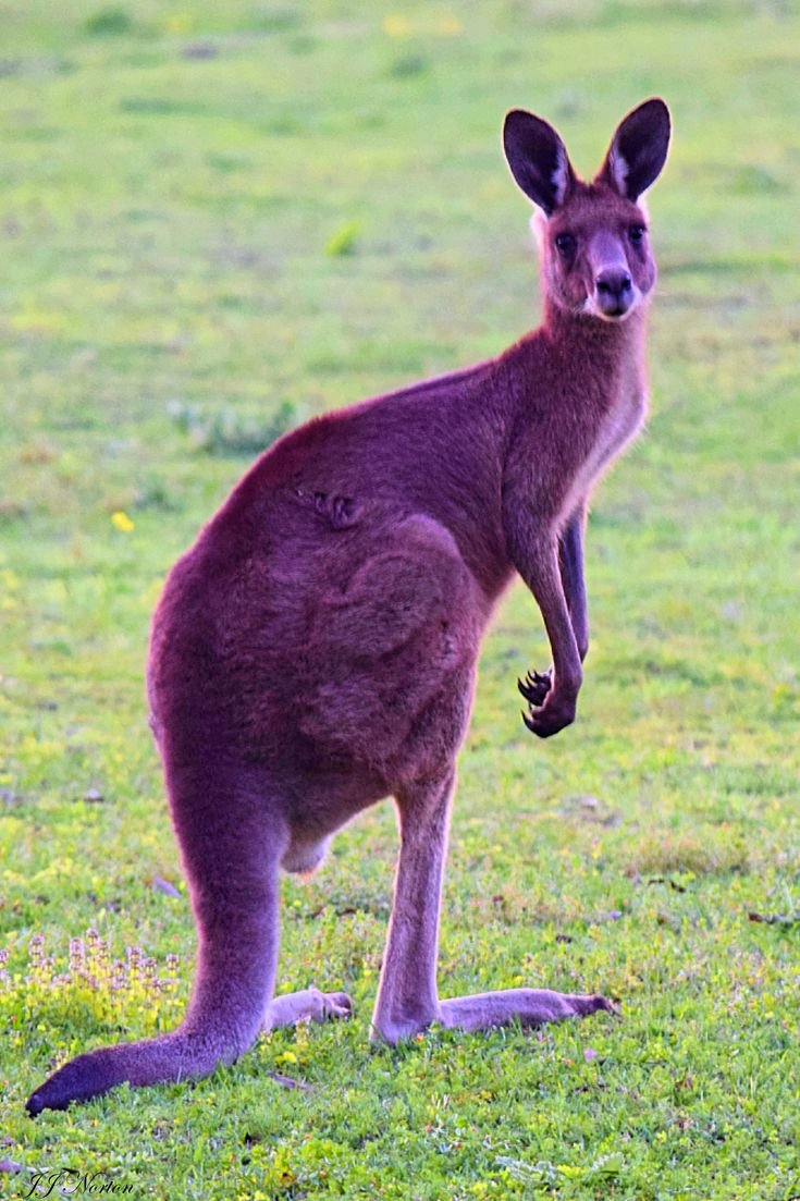 How Smart Is A Eastern Grey Kangaroo? Cognitive Abilities And Behavior