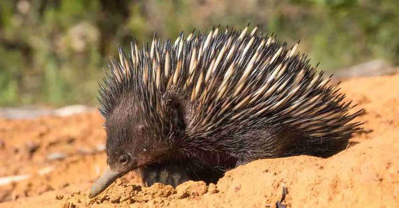How Smart Is A Echidna? Cognitive Abilities And Behavior